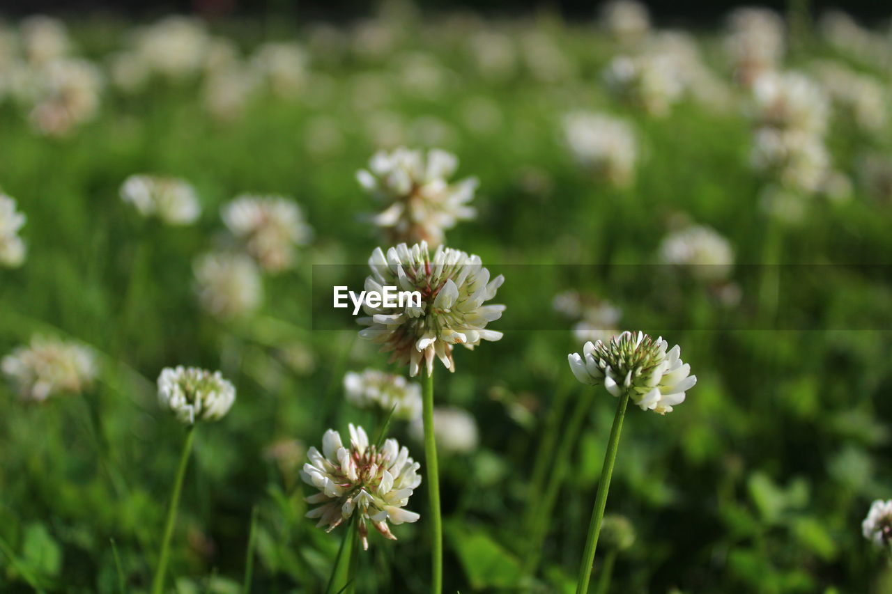 CLOSE-UP OF WHITE FLOWERING PLANTS ON LAND