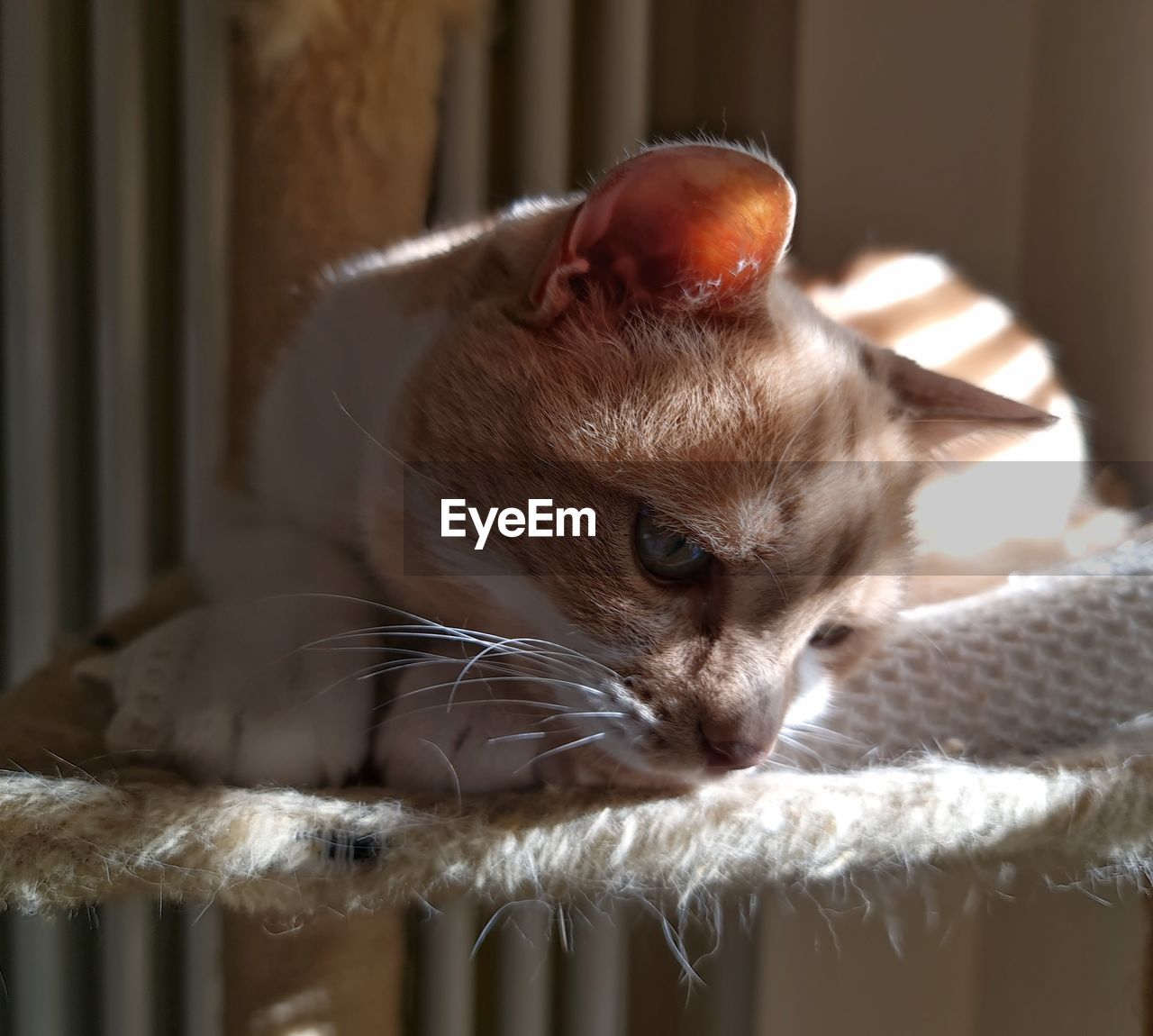 CLOSE-UP OF A CAT RESTING ON A HOME