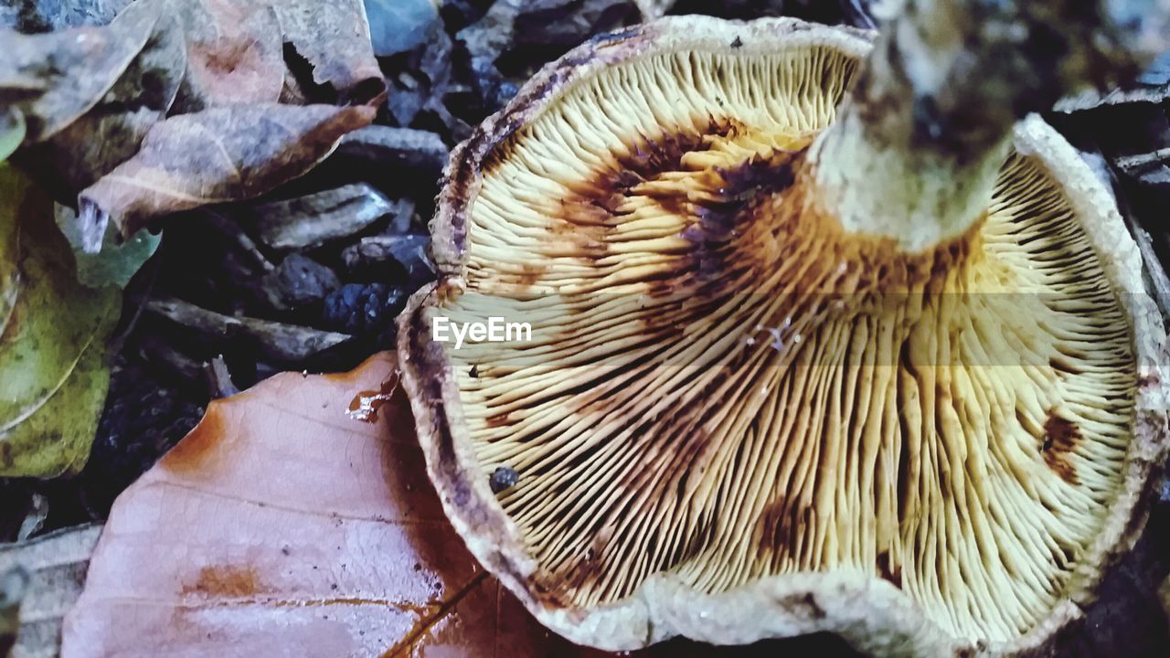 High angle view of mushroom on field