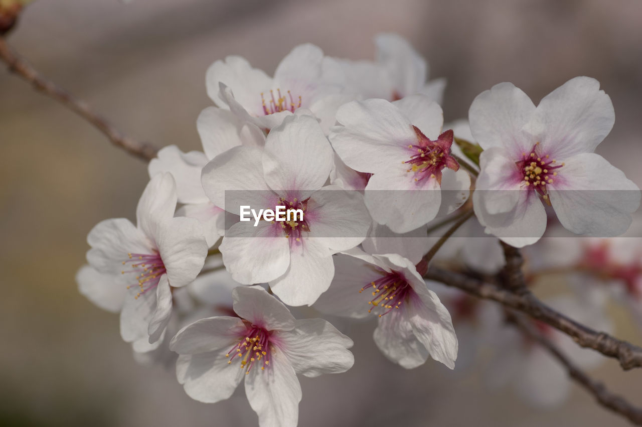 CLOSE-UP OF WHITE CHERRY BLOSSOMS