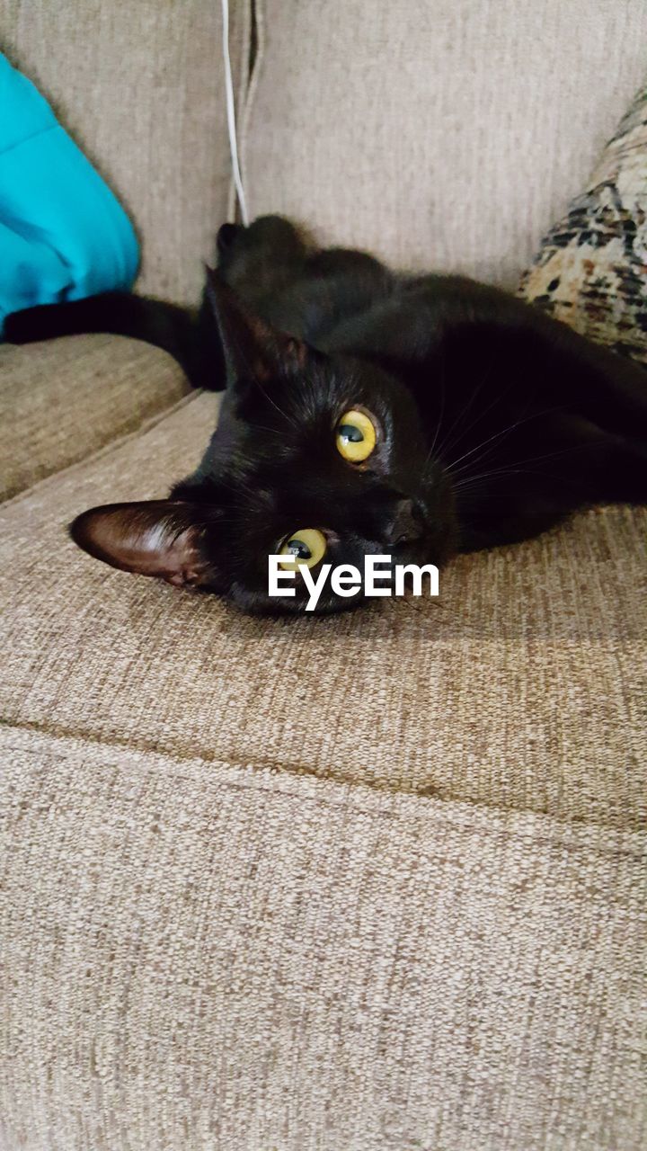 PORTRAIT OF BLACK CAT LYING ON SOFA