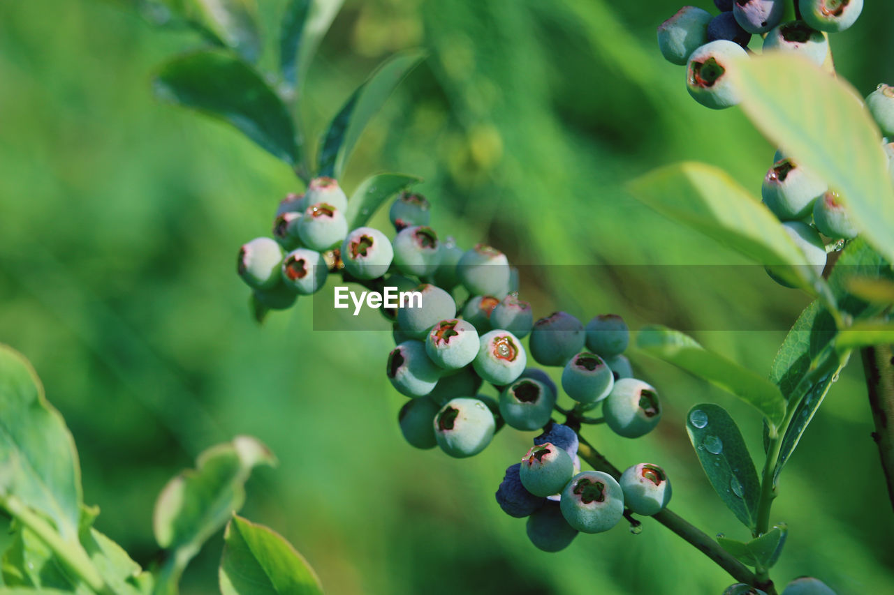 CLOSE-UP OF BERRIES ON TREE