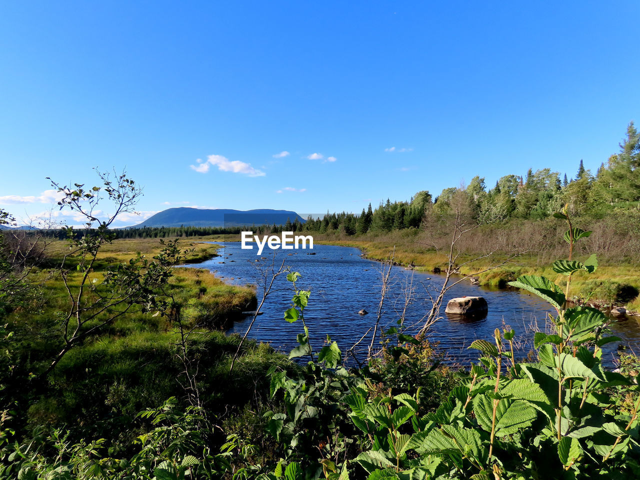 PLANTS AND LAKE AGAINST BLUE SKY