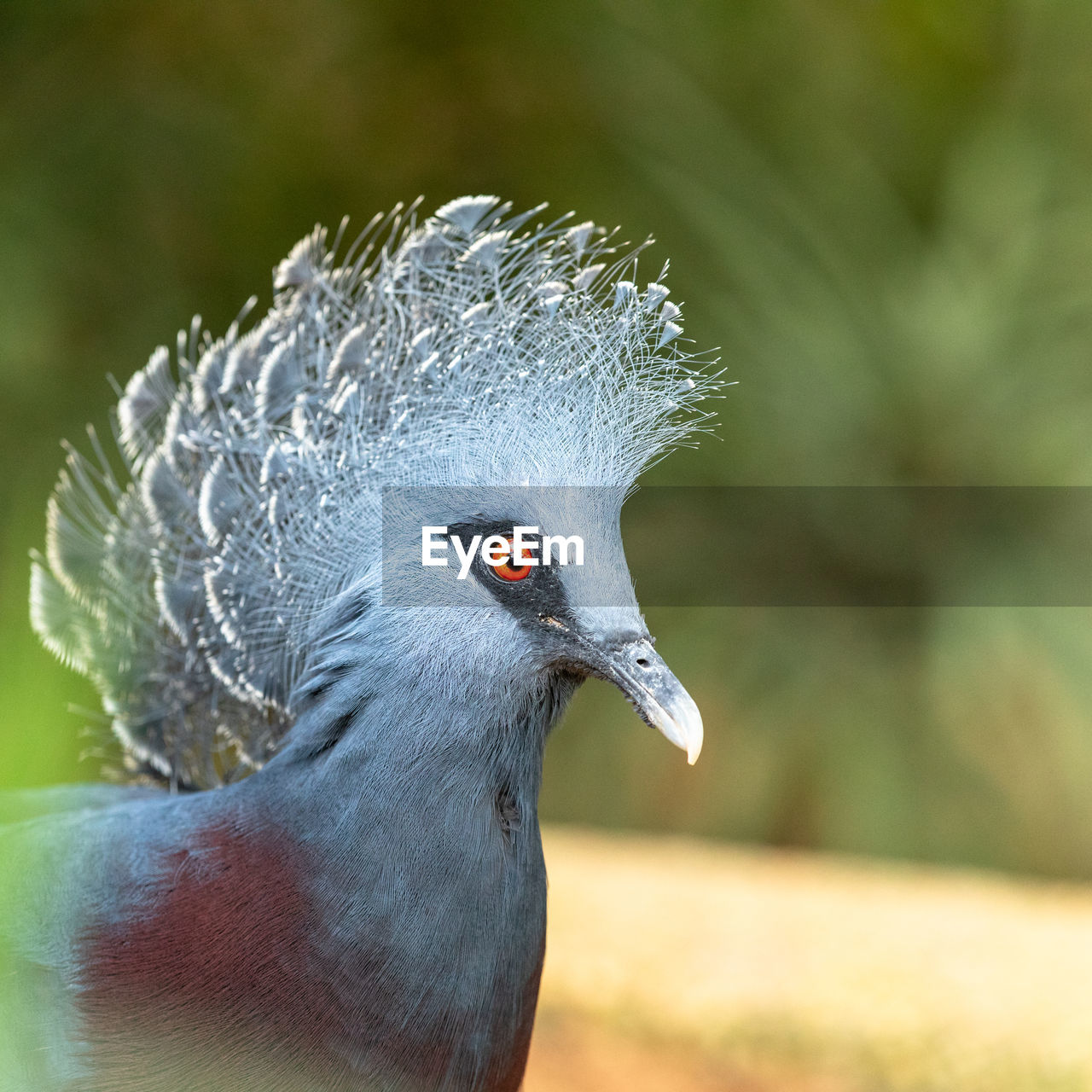 CLOSE-UP OF A BIRD