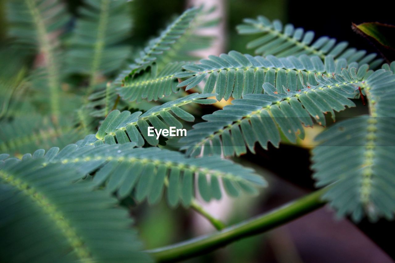 Close-up of fern leaves