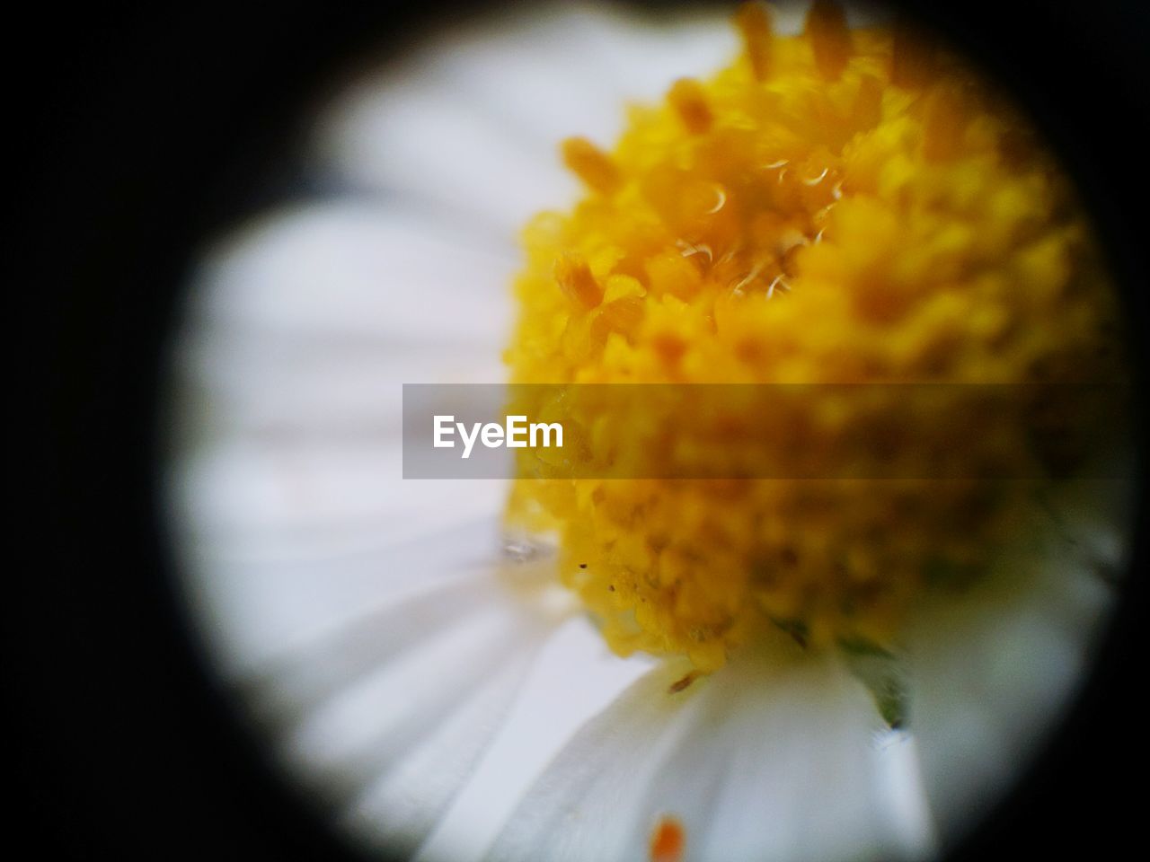 MACRO SHOT OF YELLOW FLOWER