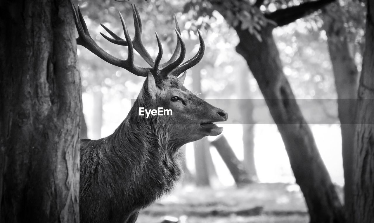 Stag standing on field in forest