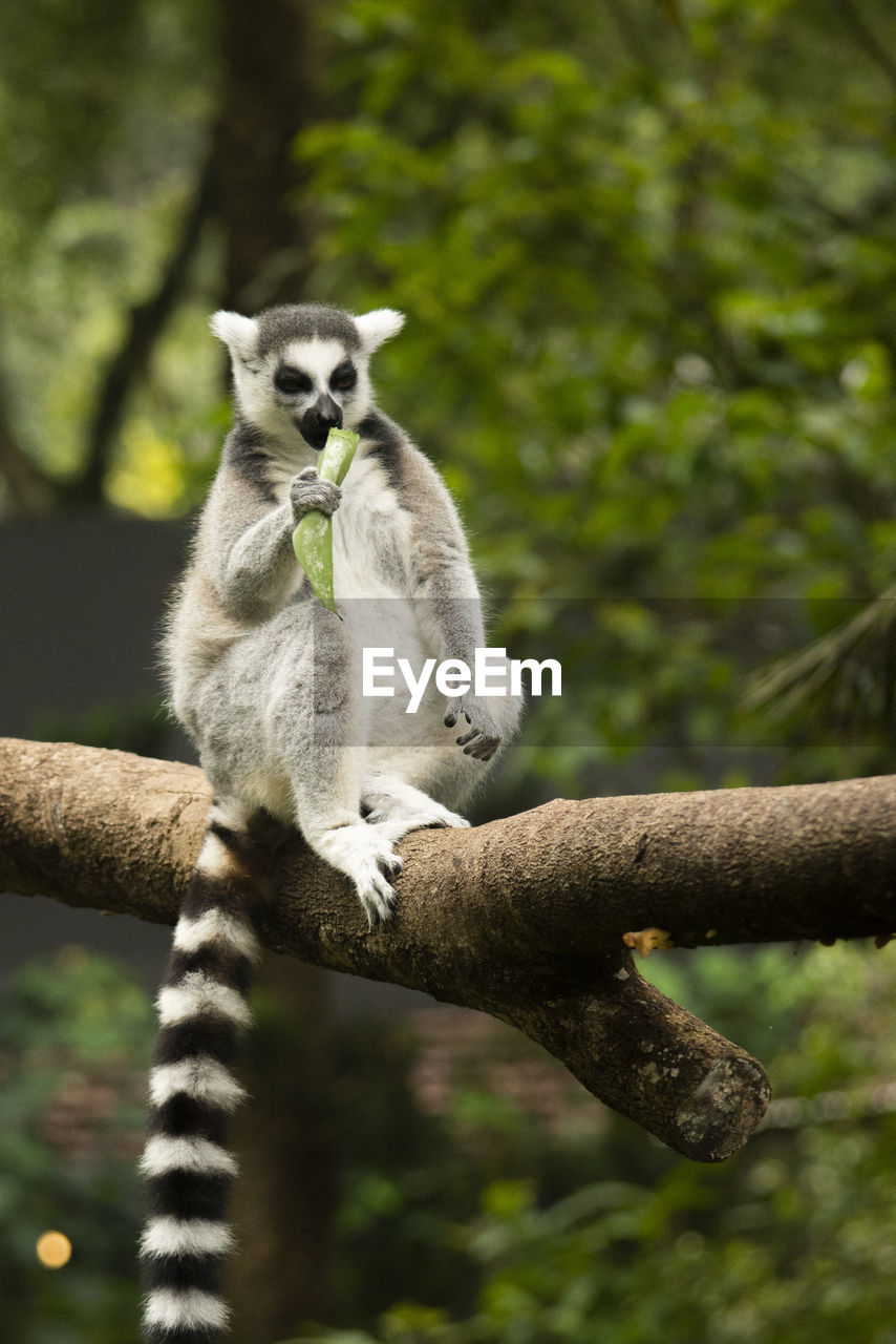 Ring tailed lemur sitting on a branch 