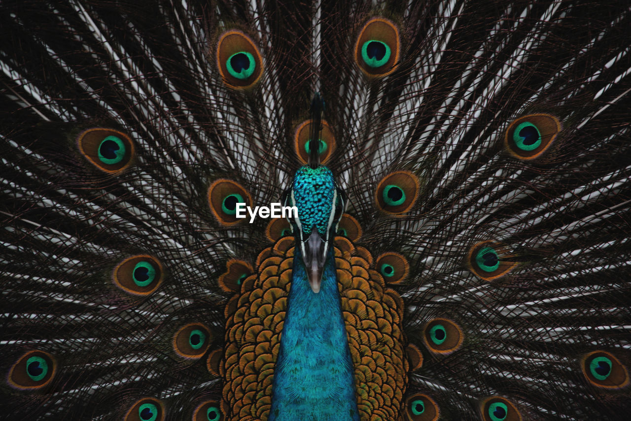 Full frame shot of peacock