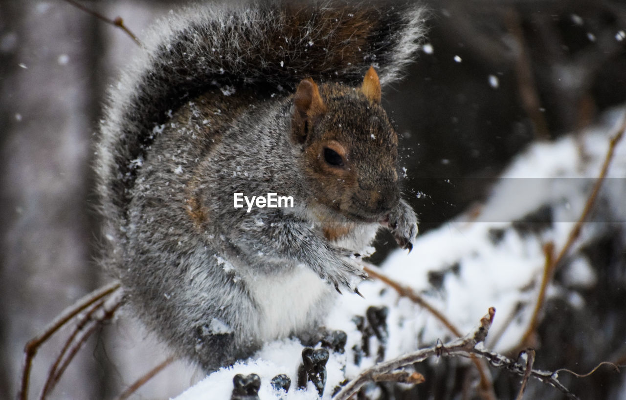 Close-up of squirrel on snow covered tree