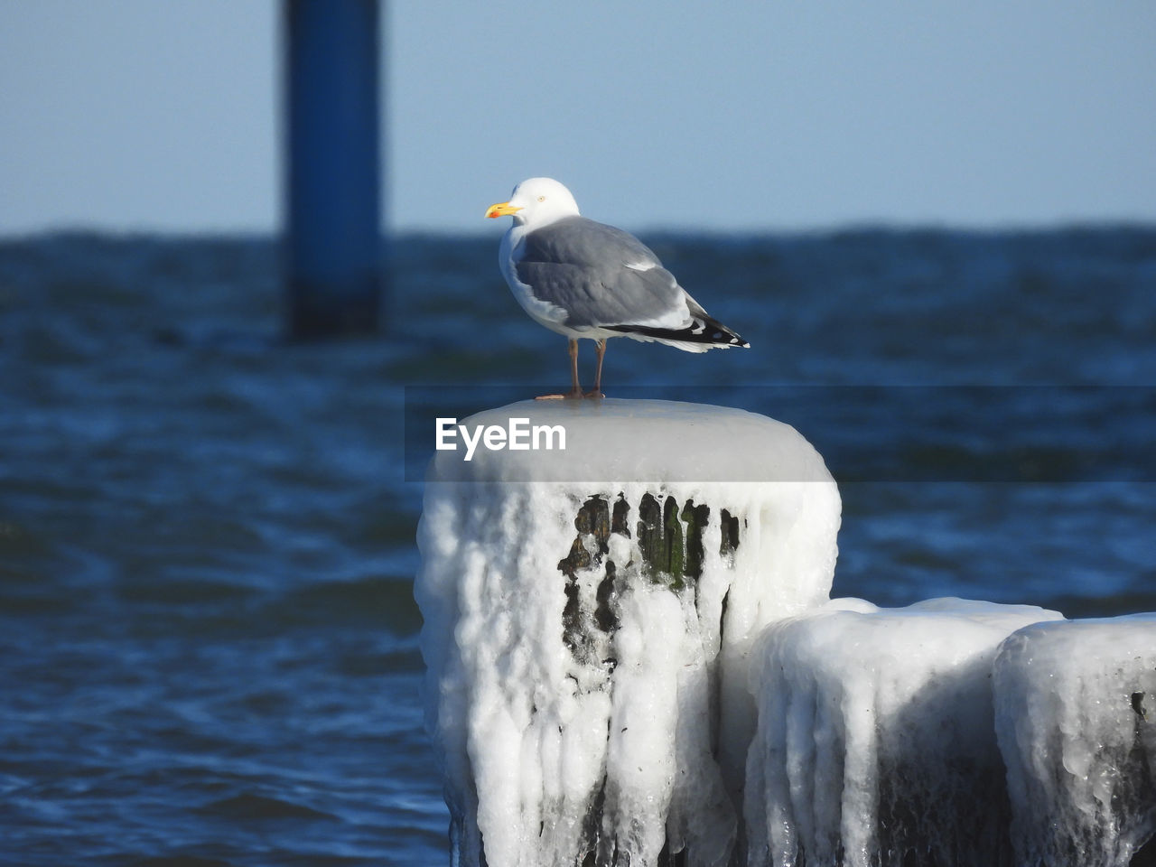 SEAGULLS PERCHING ON WOODEN POST