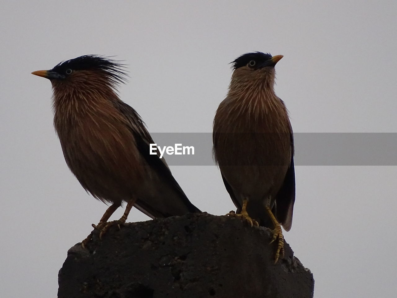 BIRDS PERCHING ON ROCK