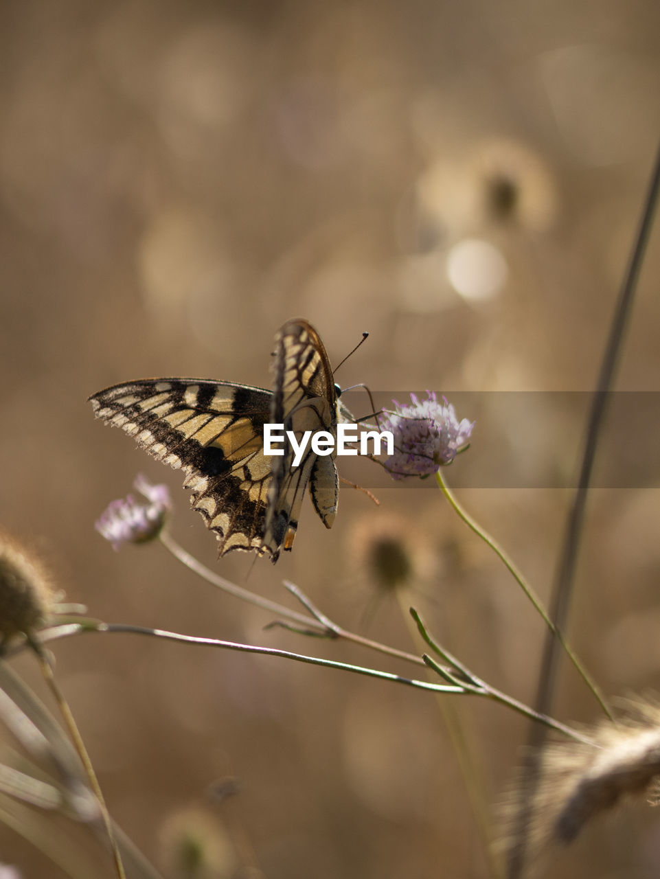 animal themes, animal wildlife, animal, insect, beauty in nature, plant, animal wing, flower, close-up, macro photography, butterfly, nature, wildlife, one animal, fragility, flowering plant, focus on foreground, freshness, moths and butterflies, macro, no people, animal body part, selective focus, perching, food, magnification, feeding, outdoors, eating, tranquility, summer, environment, animal behavior, side view, full length, monarch butterfly