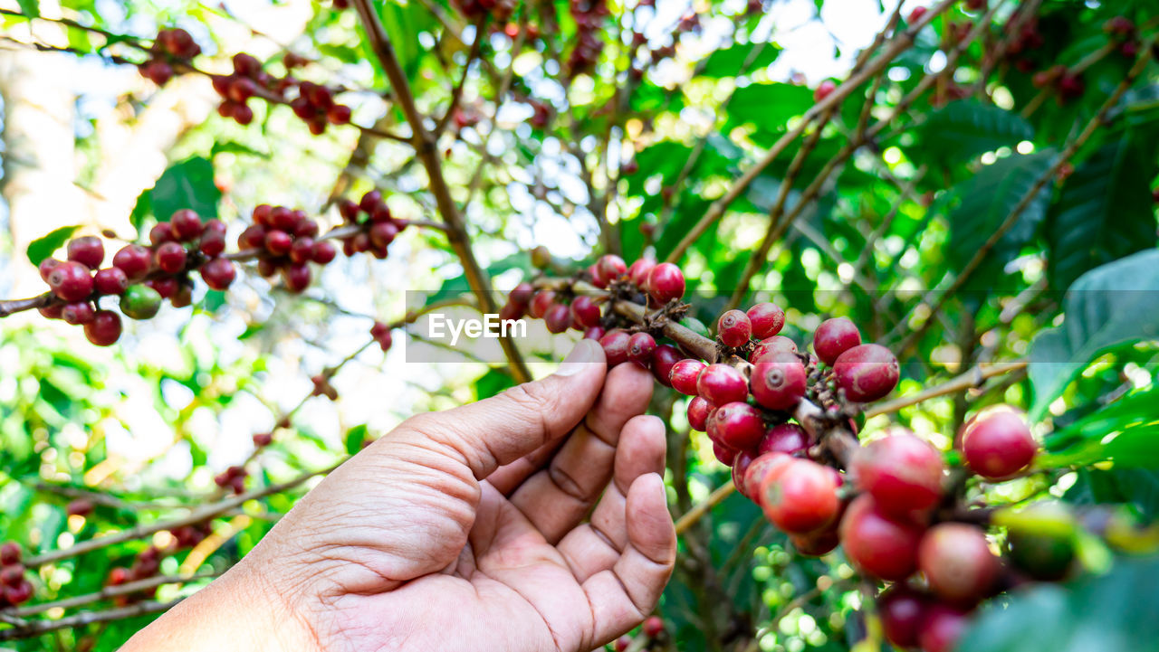 MIDSECTION OF RED BERRIES ON PLANT