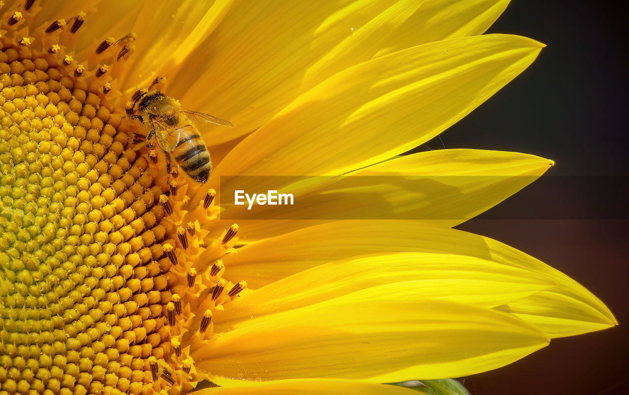 sunflower, flower, flowering plant, yellow, beauty in nature, freshness, petal, fragility, plant, flower head, close-up, nature, inflorescence, growth, macro photography, pollen, macro, no people, plant stem, sunflower seed, animal themes, animal wildlife, animal, extreme close-up, insect, outdoors, one animal
