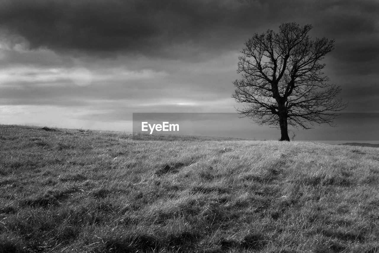 Bare tree on field against sky