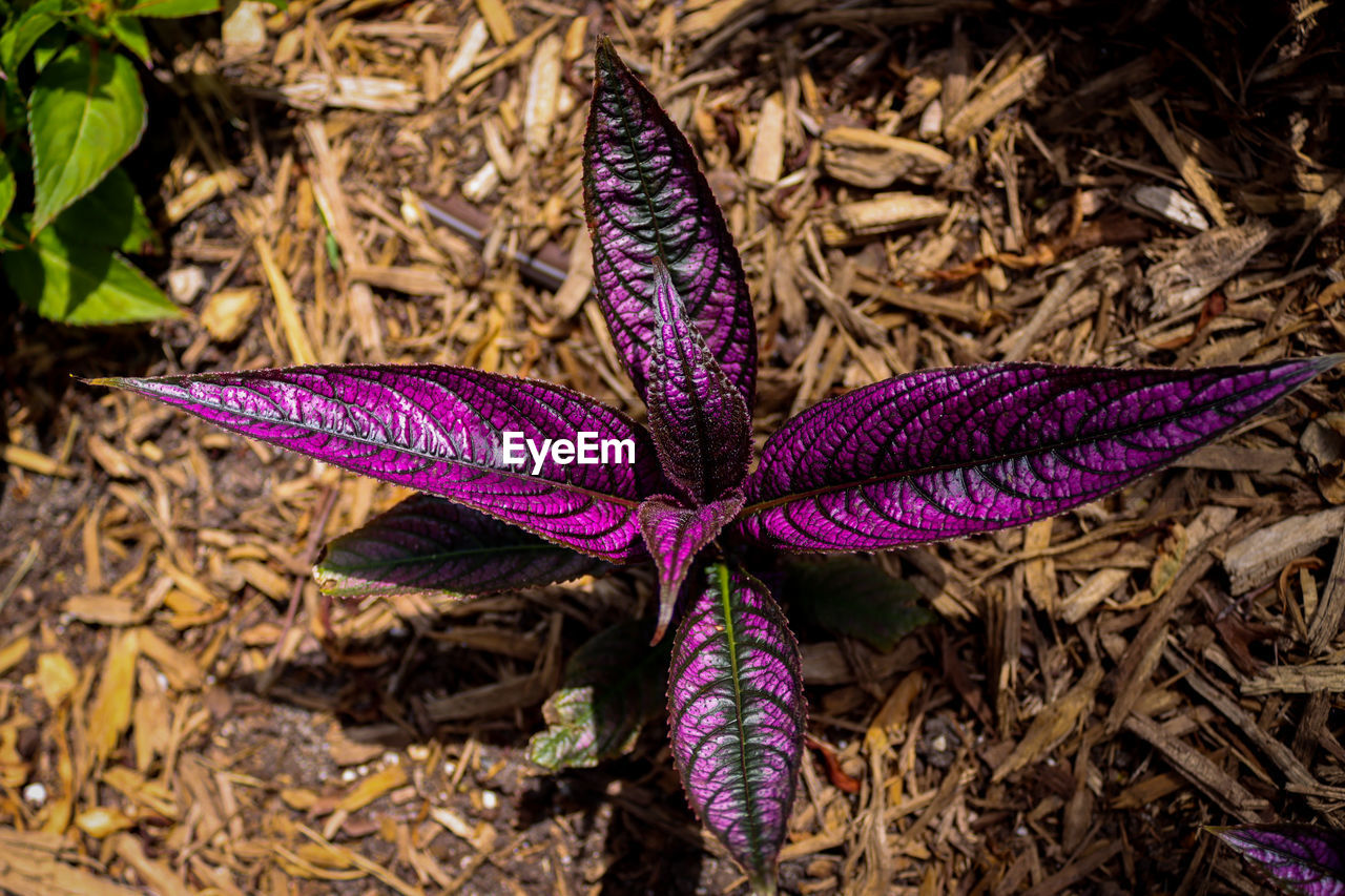 plant, purple, nature, flower, leaf, high angle view, beauty in nature, close-up, flowering plant, no people, land, plant part, growth, day, field, outdoors, fragility, freshness, directly above