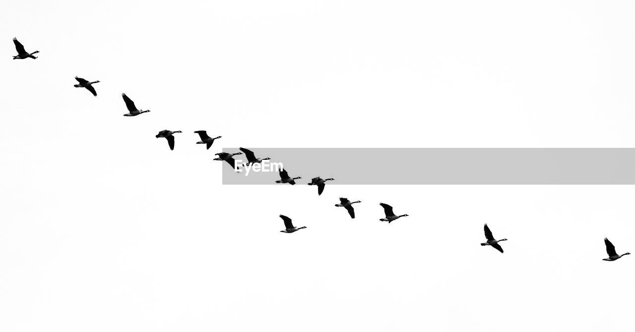 LOW ANGLE VIEW OF SILHOUETTE BIRDS FLYING IN SKY