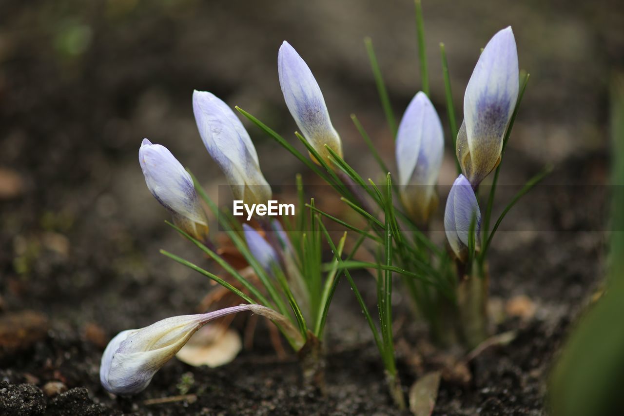 CLOSE-UP OF CROCUS FLOWERS