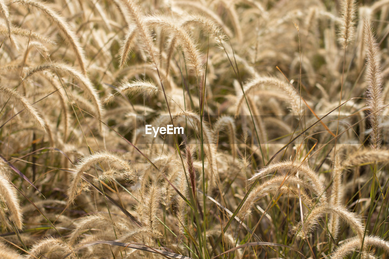 Close-up of stalks in field