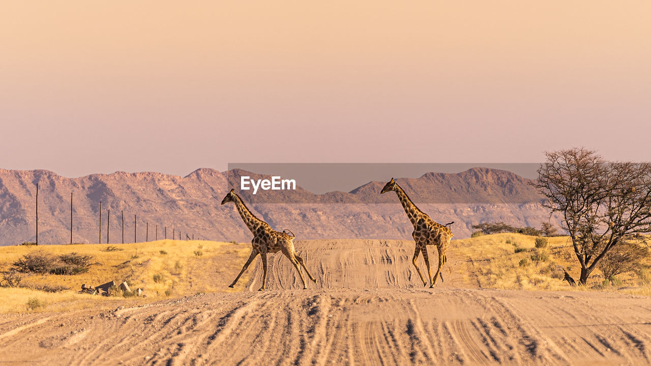 Two giraffes crossing the road in namib
