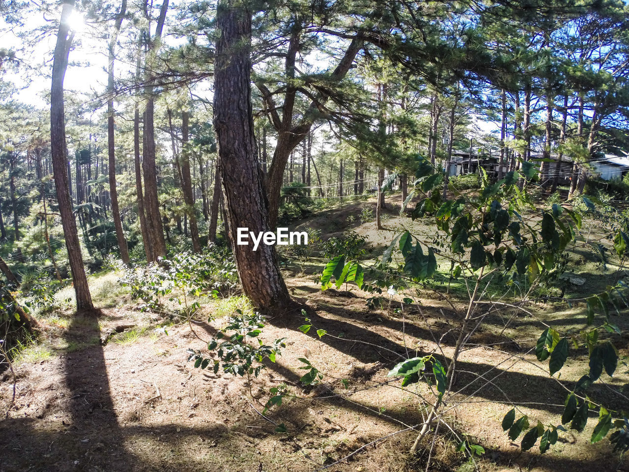 TREES GROWING ON LANDSCAPE