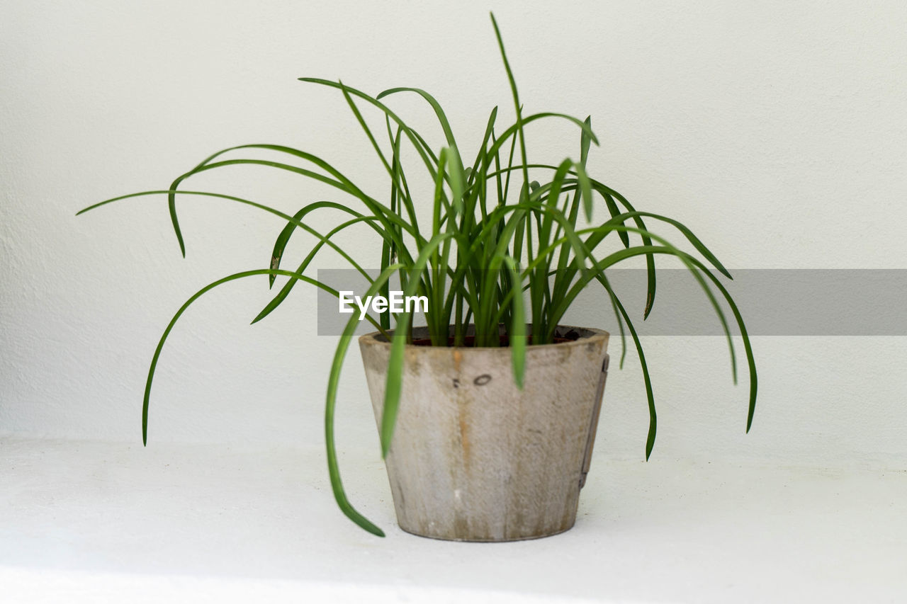 CLOSE-UP OF POTTED PLANT ON TABLE AGAINST WALL