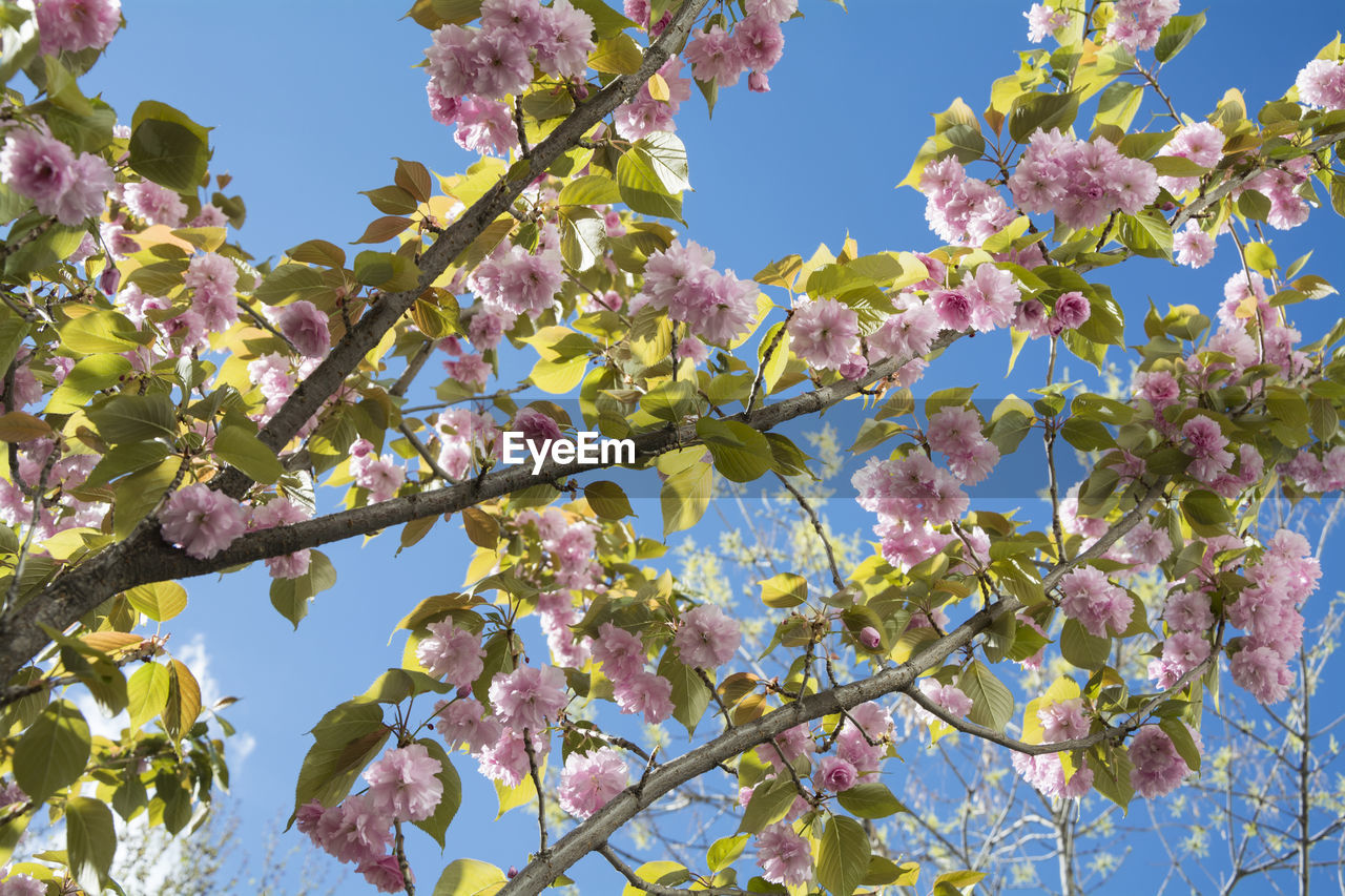 plant, tree, growth, flower, nature, beauty in nature, blossom, branch, flowering plant, sky, low angle view, freshness, springtime, pink, no people, fragility, blue, day, leaf, clear sky, plant part, outdoors, spring, sunlight, fruit, food and drink, food, agriculture, close-up, produce, sunny, botany
