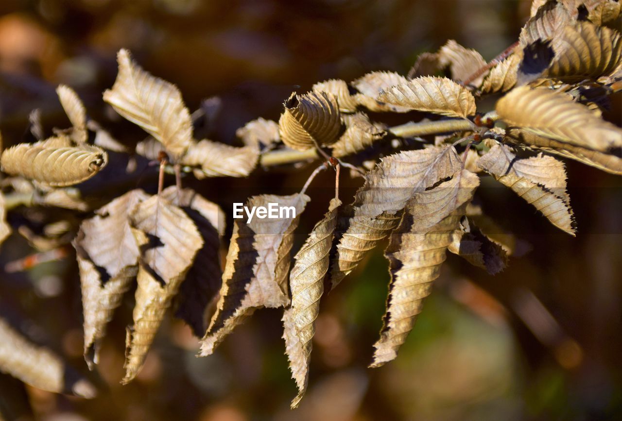 tree, leaf, branch, close-up, macro photography, nature, autumn, plant, flower, food, food and drink, twig, spring, no people, focus on foreground, outdoors, produce, dry, day, selective focus, vegetable, insect