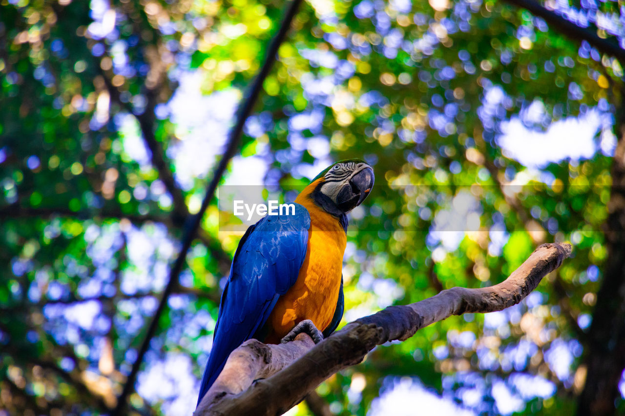 Low angle view of bird perching on branch