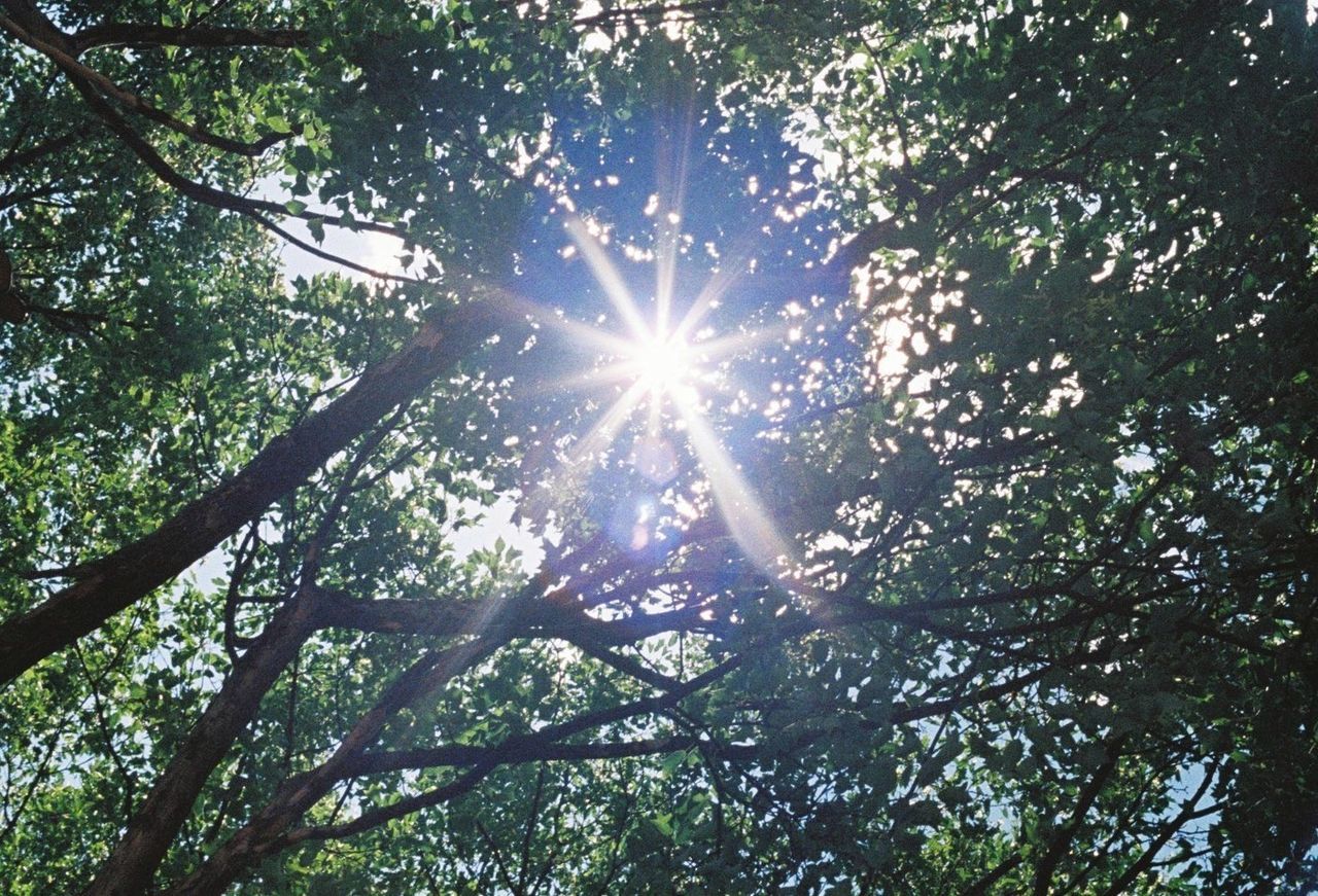 SUN SHINING THROUGH TREES IN FOREST DURING SUNNY DAY