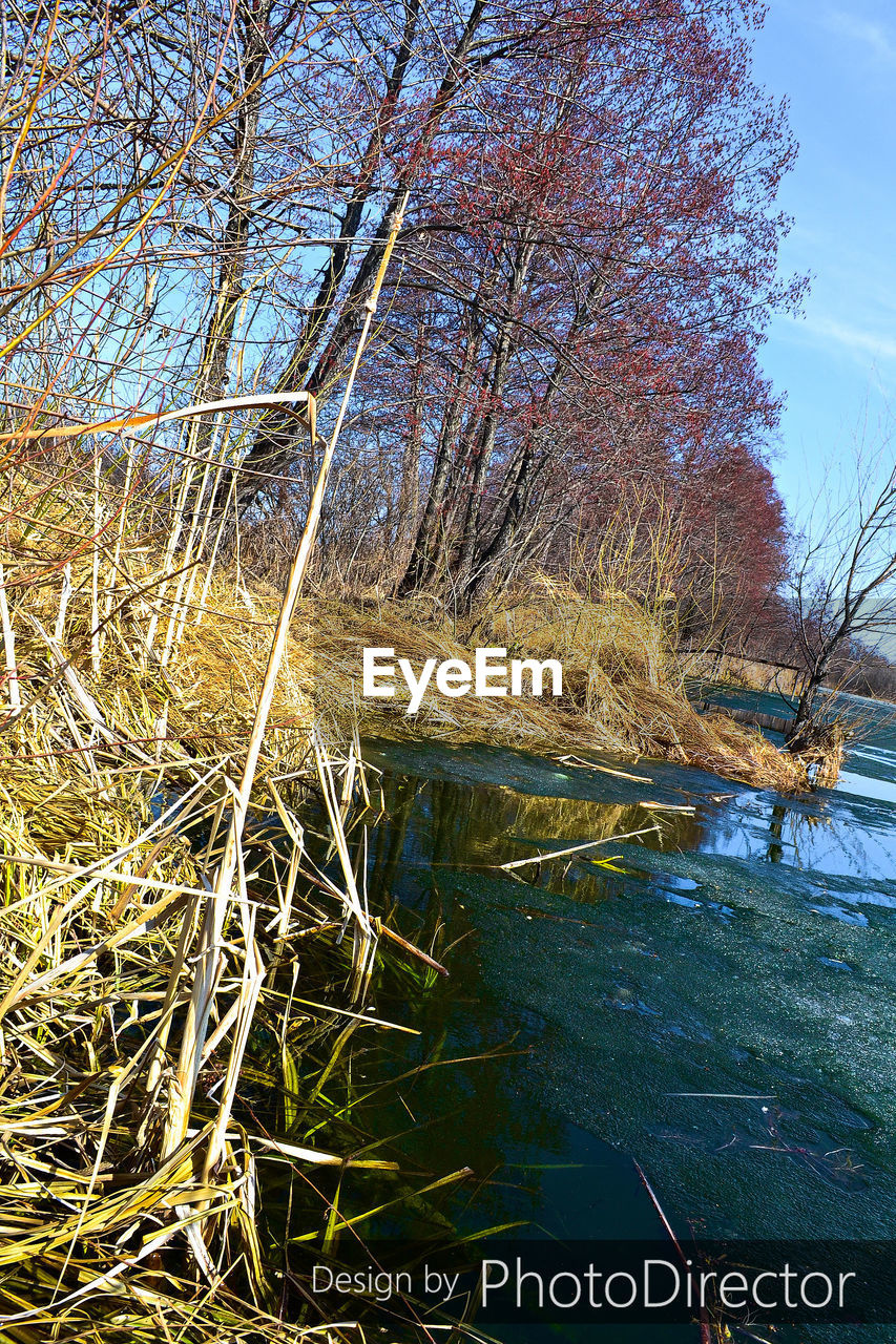 REFLECTION OF TREE IN WATER