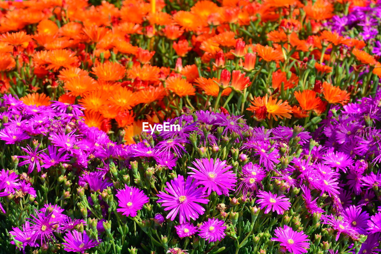 Full frame shot of purple flowering plants in field