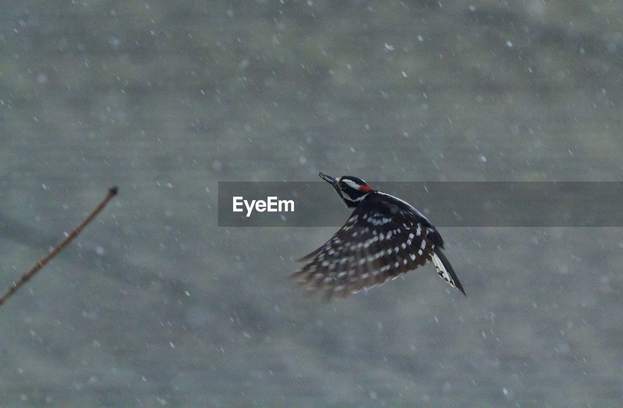 Side view of downy woodpecker flying in rain