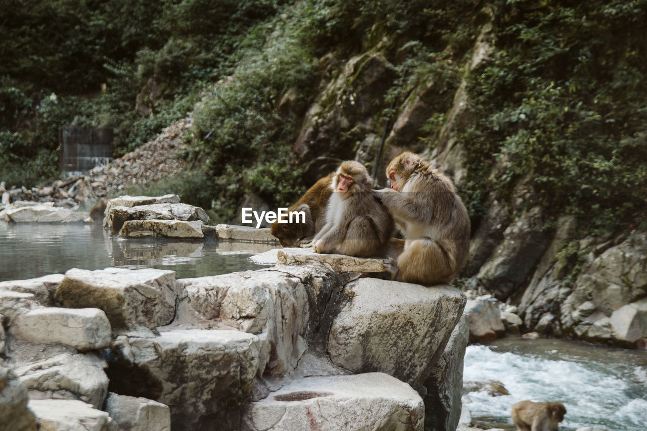 Monkeys sitting on rock in forest