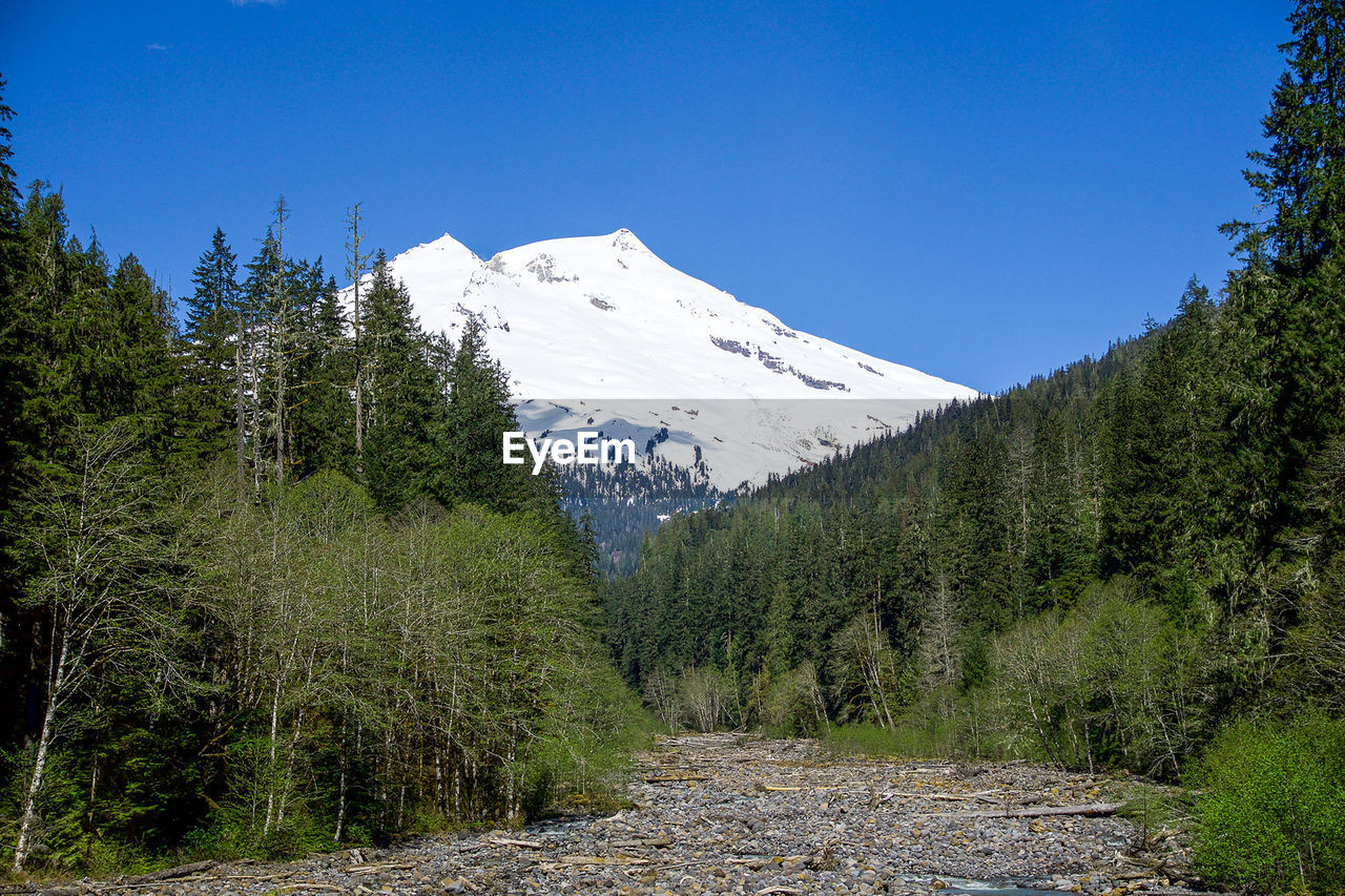 SCENIC VIEW OF FOREST AGAINST CLEAR SKY