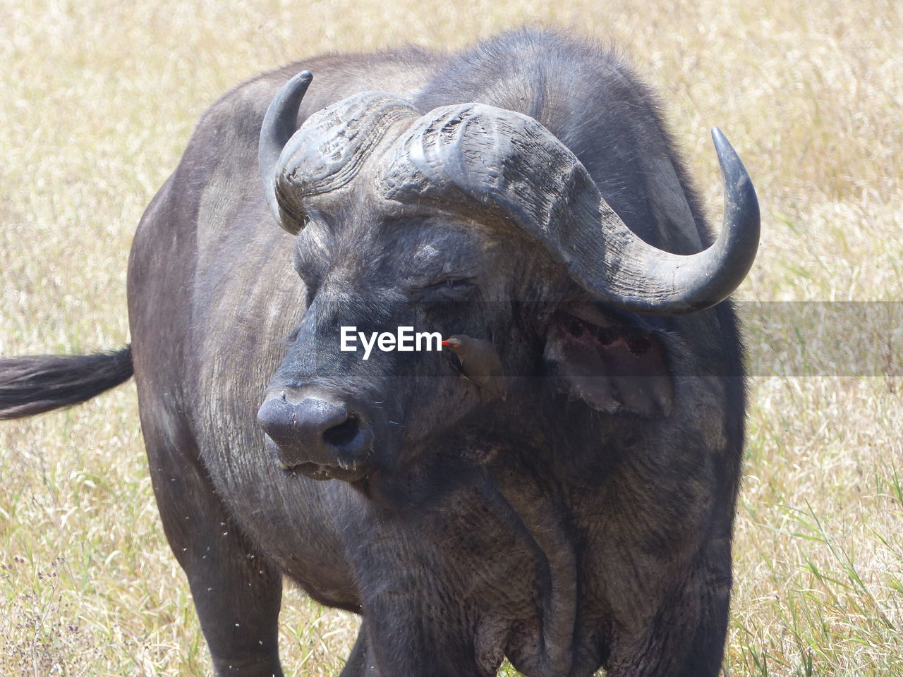 African buffalo in a field