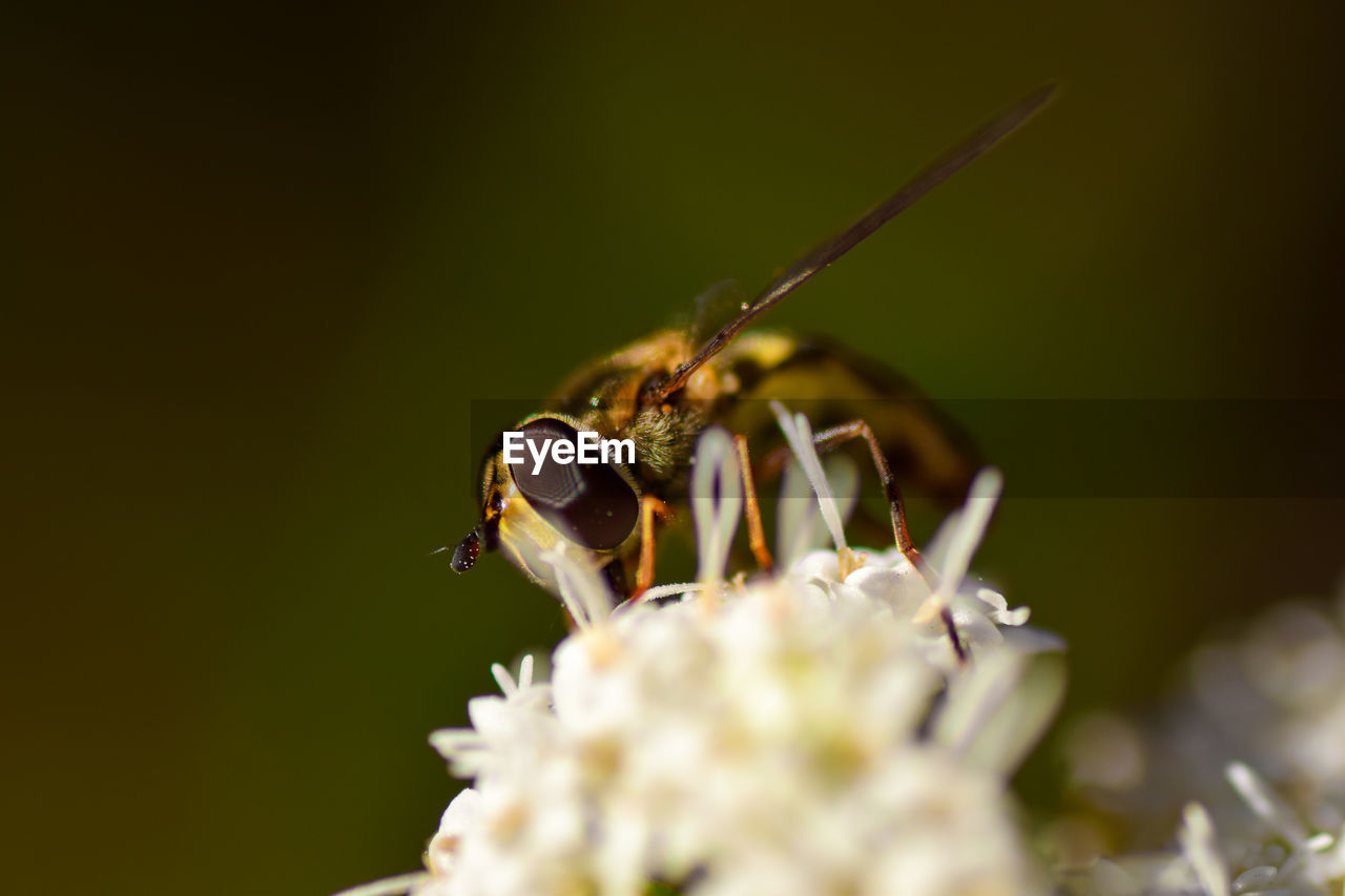 CLOSE-UP OF INSECT ON FLOWERS