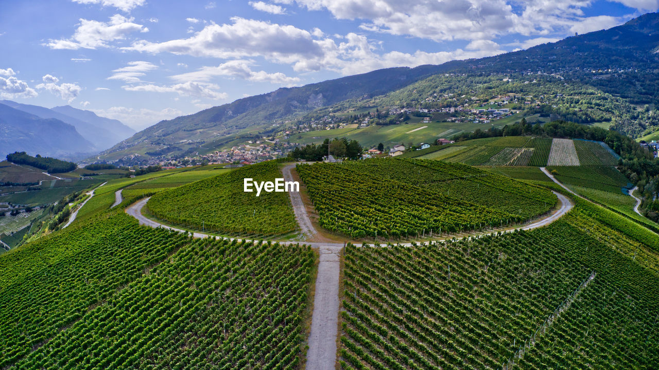 Scenic view of agricultural field against sky