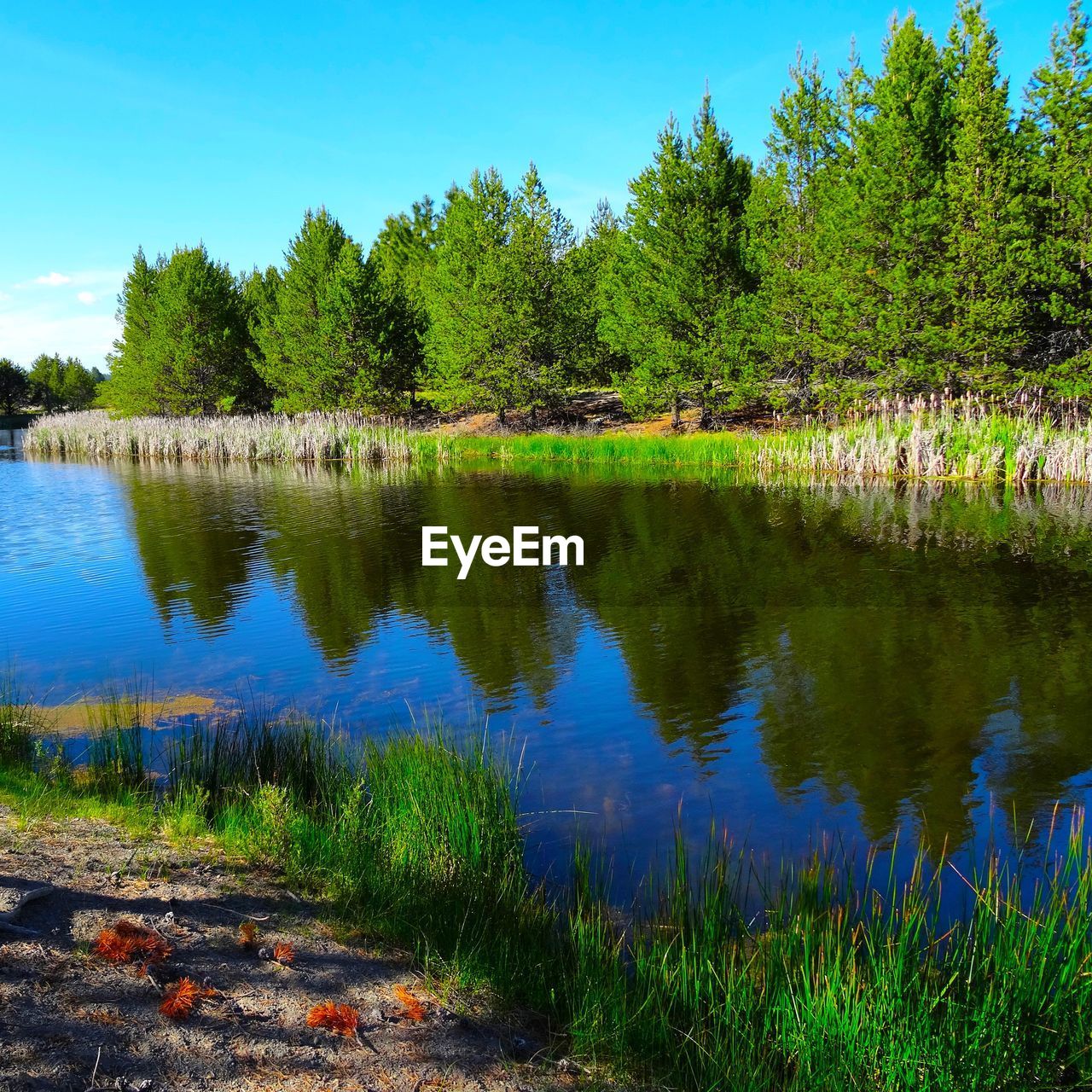 SCENIC VIEW OF LAKE AGAINST TREES