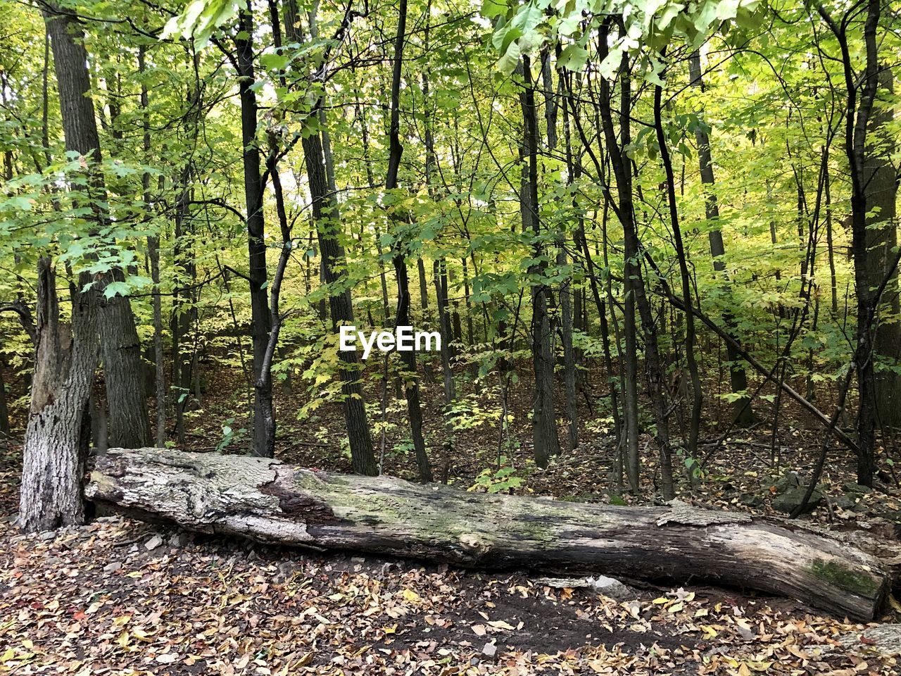 TREES AND PLANTS GROWING IN FOREST