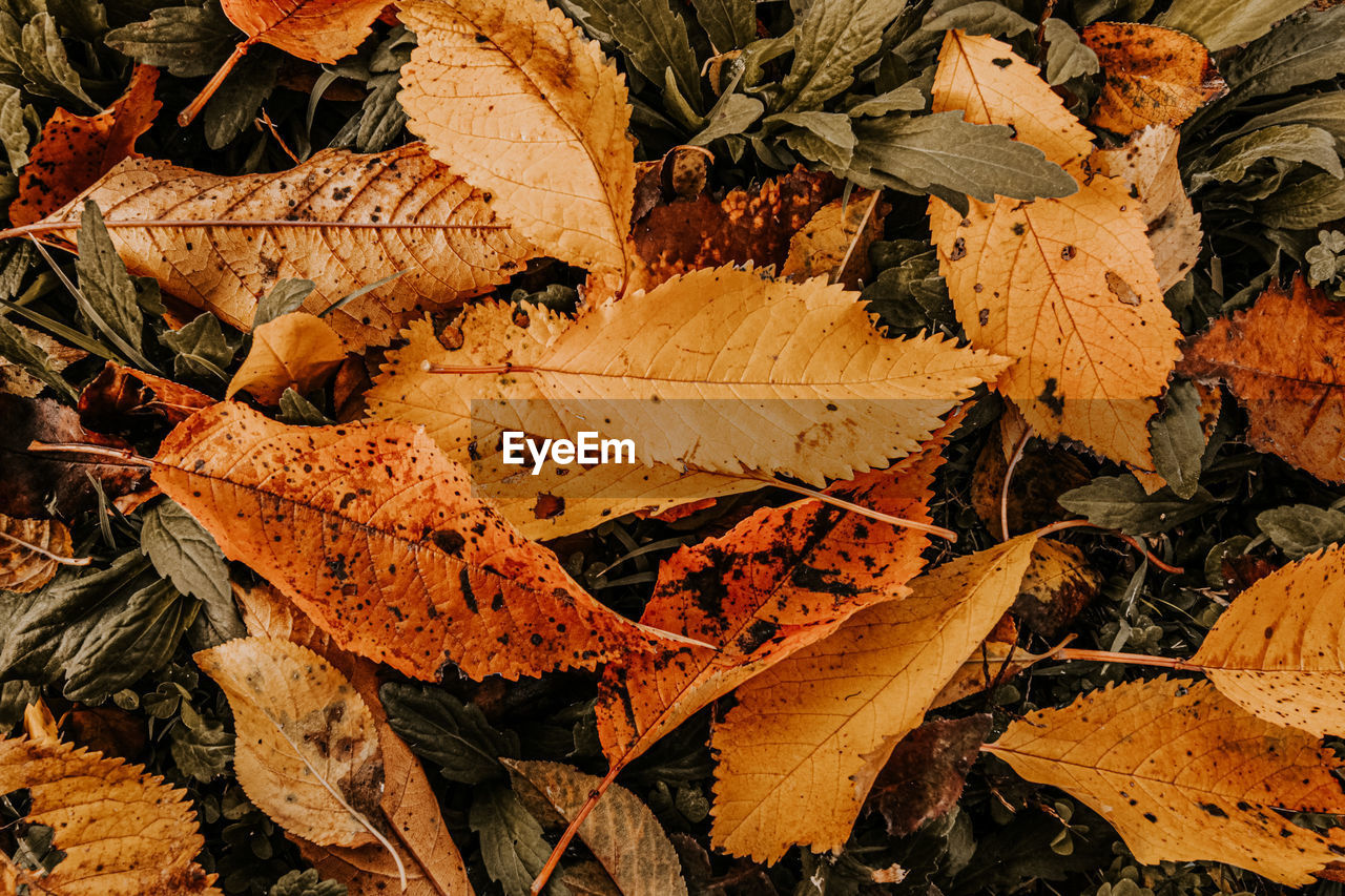 HIGH ANGLE VIEW OF DRY MAPLE LEAVES ON FIELD