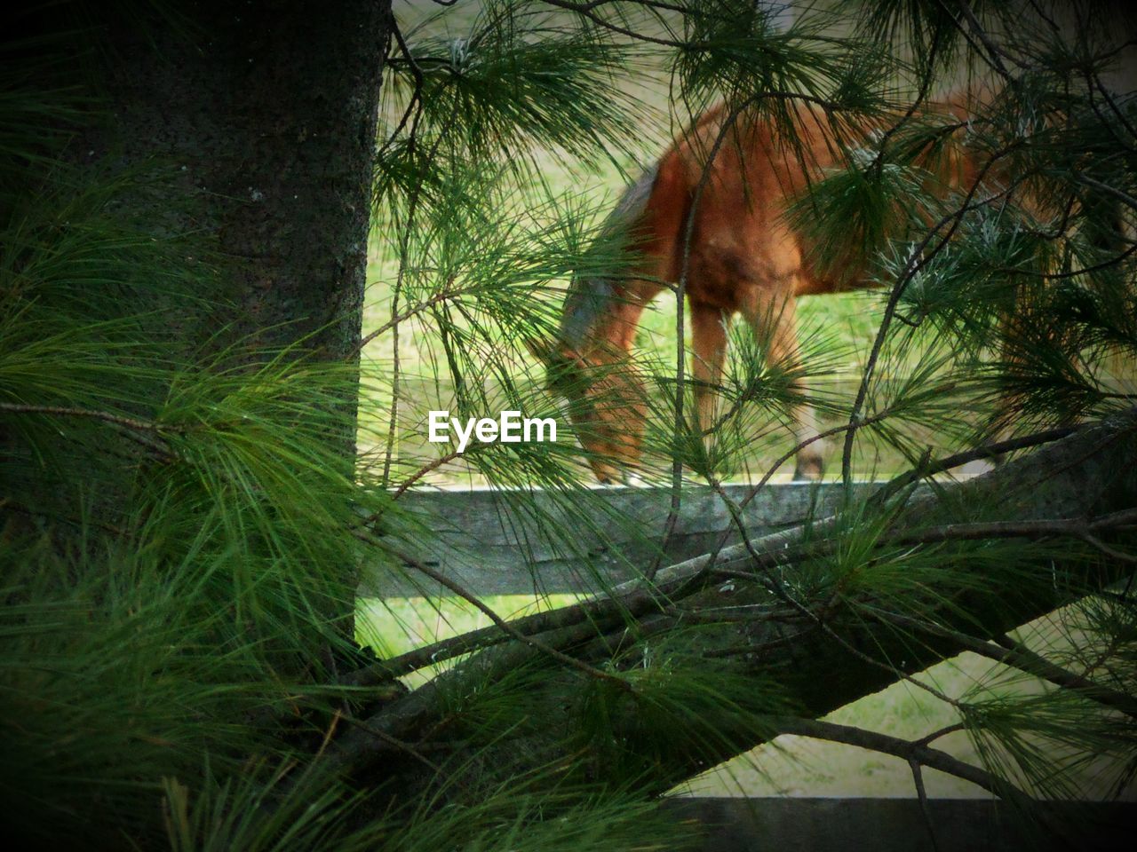 Horse seen through tree