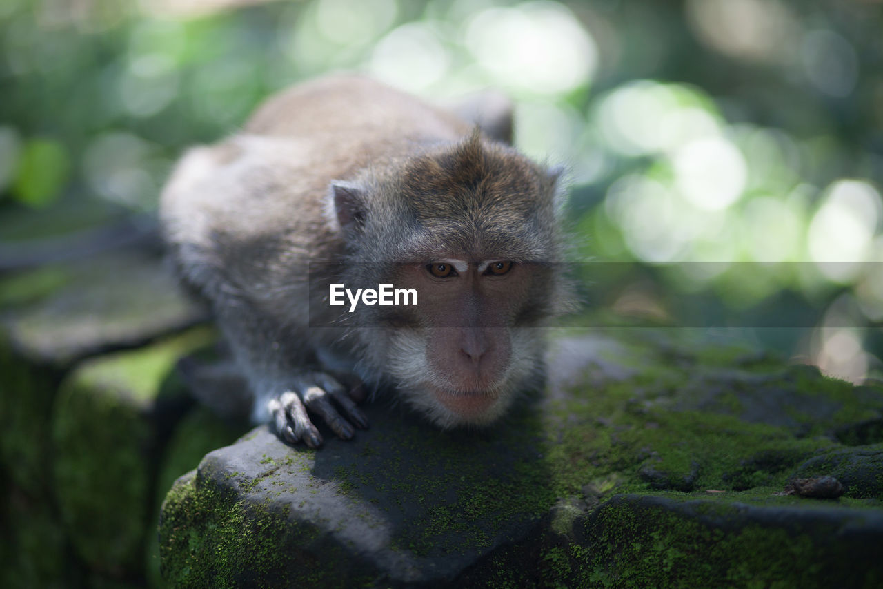 Monkey lying on wall