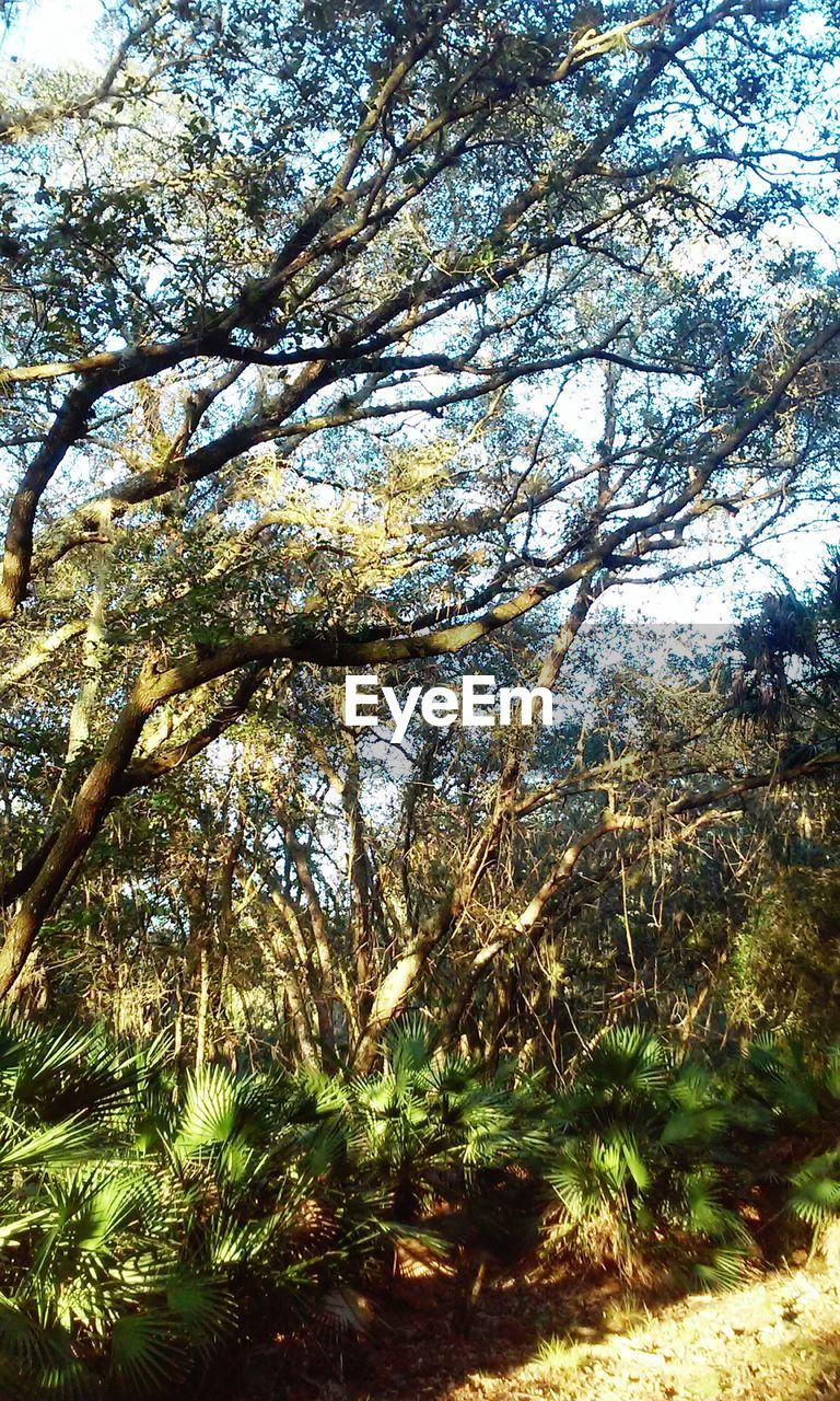 Trees growing on field at forest