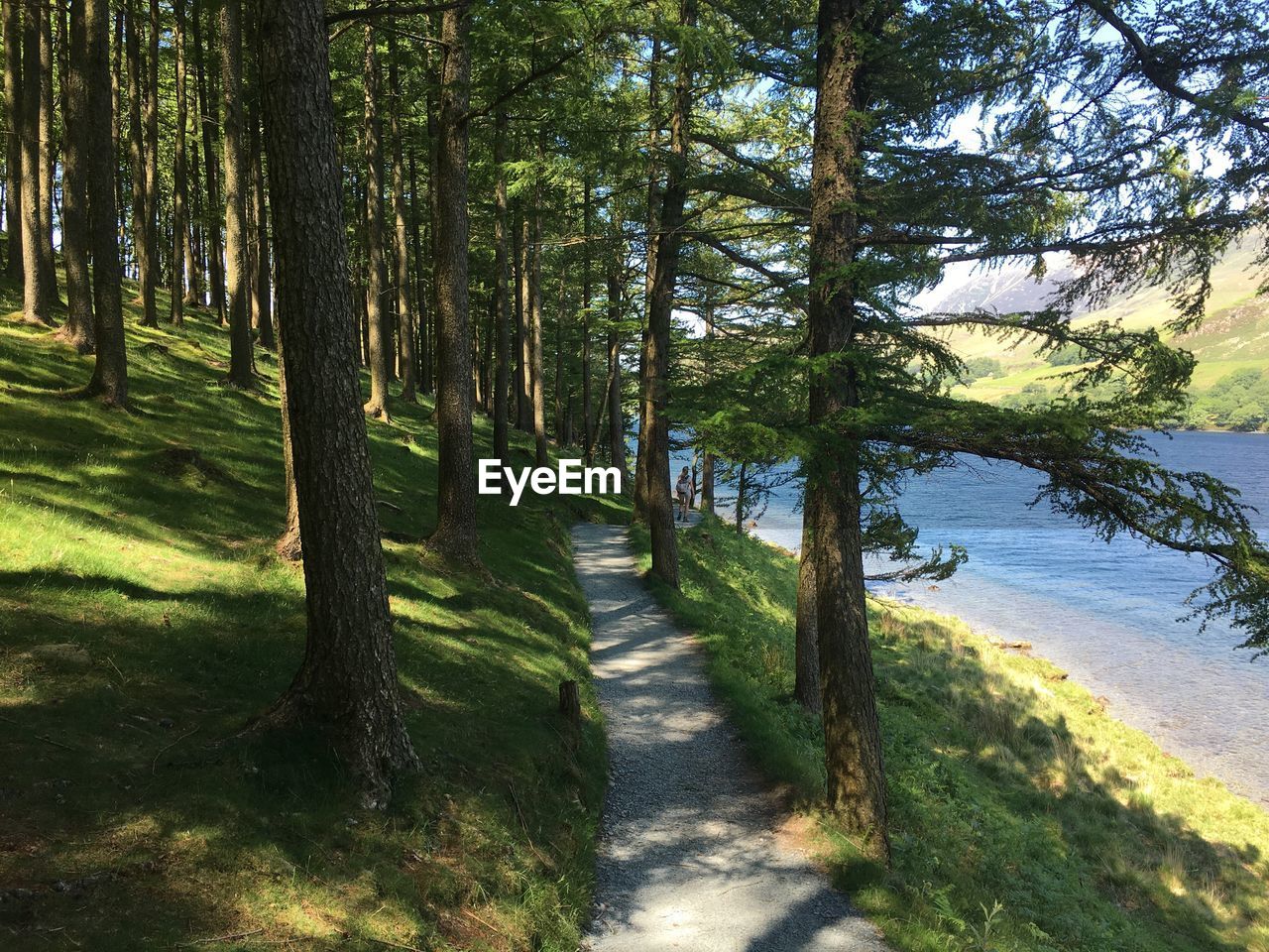 Dirt road amidst trees in forest