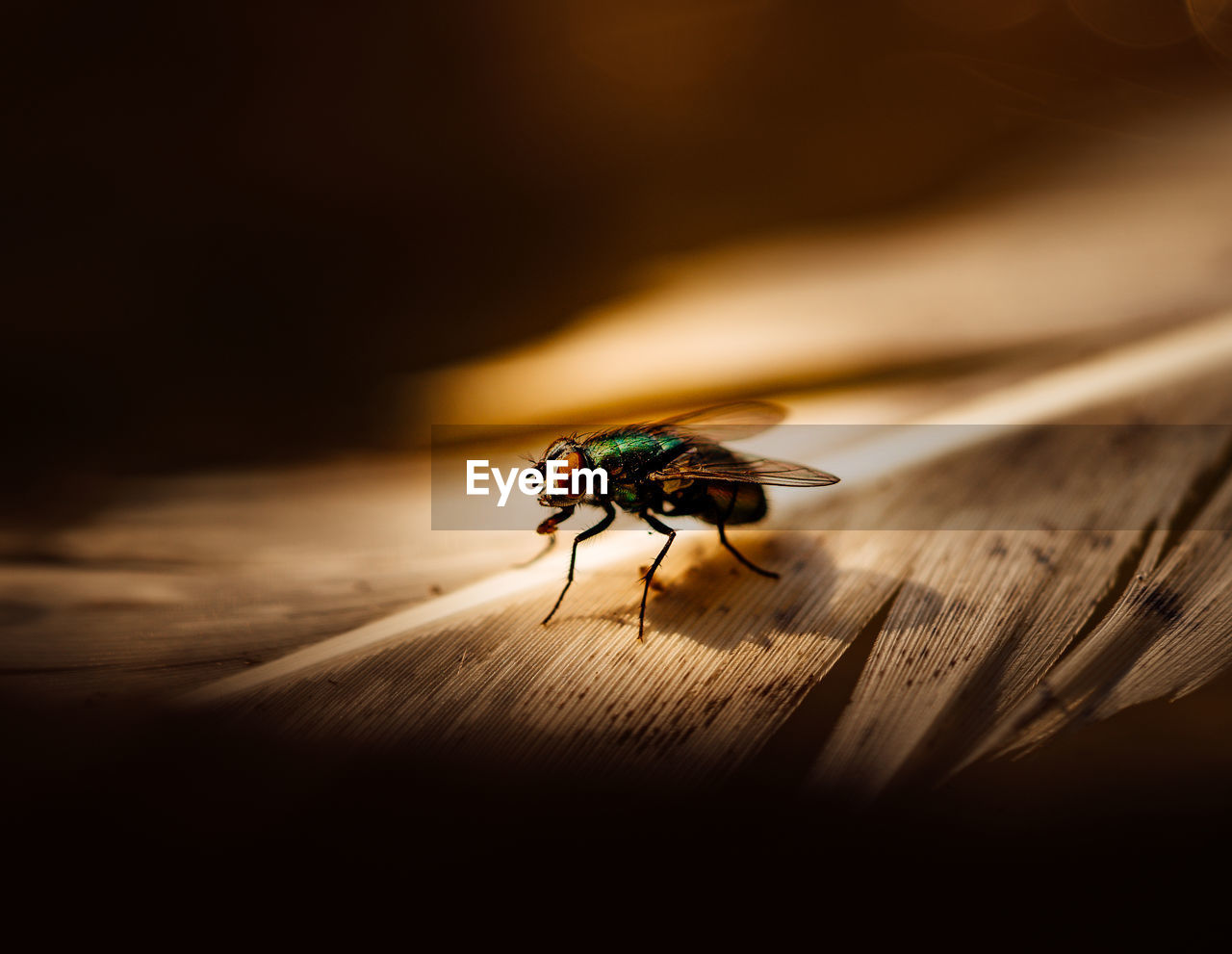 Close-up of a fly on a feather, dark and moody