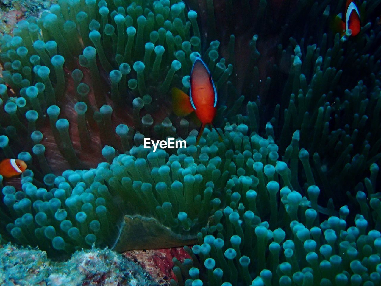 FISH SWIMMING UNDERWATER