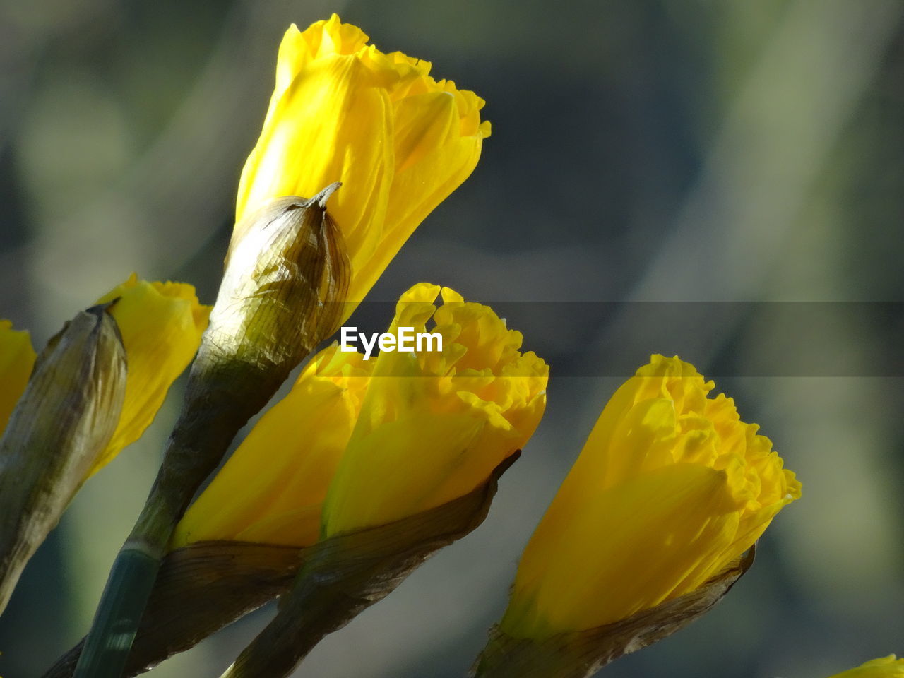 CLOSE-UP OF YELLOW FLOWERING PLANT DURING AUTUMN