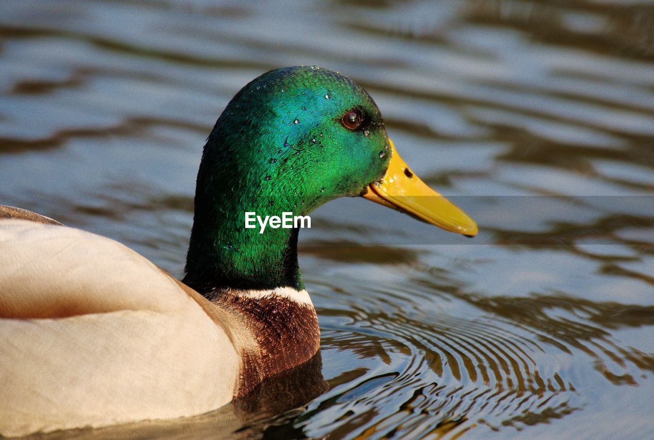 A duck looking to the right with water dripping from the head.